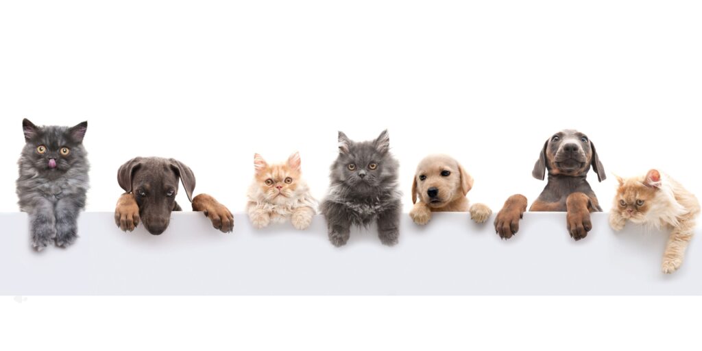 10 consejos para mantener feliz a tu macota en casa